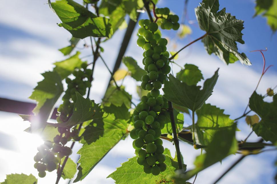 Free Image of Sunlit grapevine with clusters of green grapes 