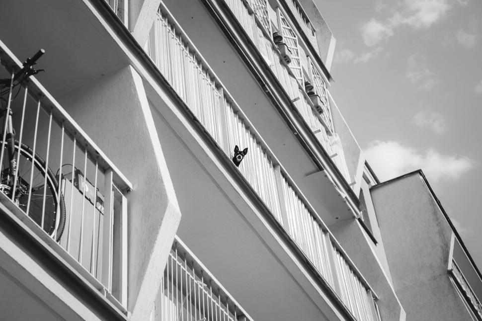 Free Image of Black and white cat peeking from balcony 