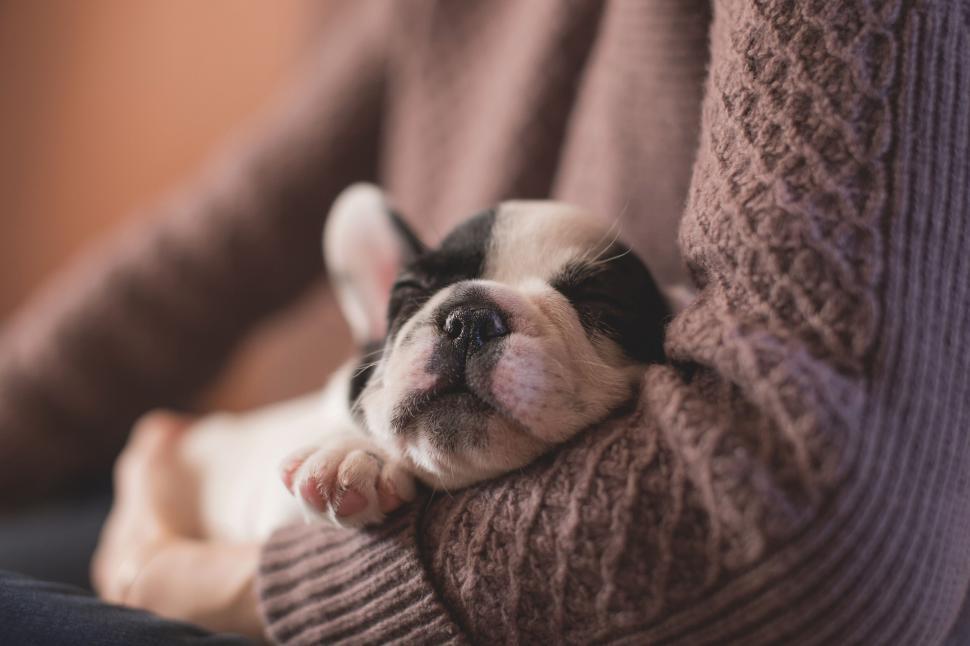 Free Image of Sleeping puppy cuddled in a sweater 