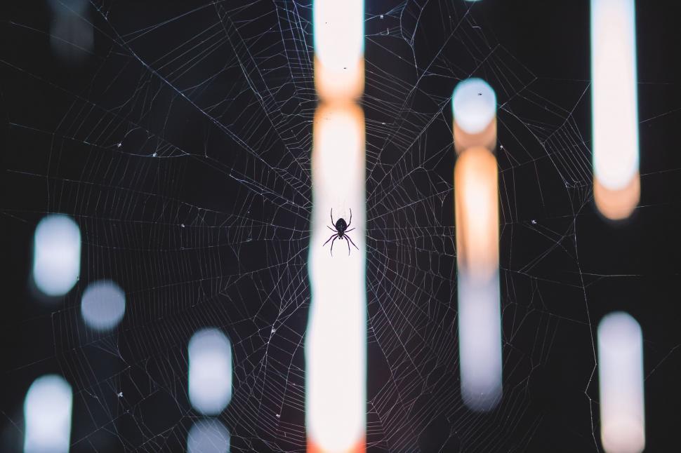 Free Image of Spider in web with bokeh light backdrop 