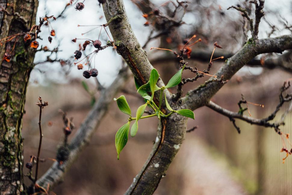 Free Image of Green plants growing on a barren tree branch 