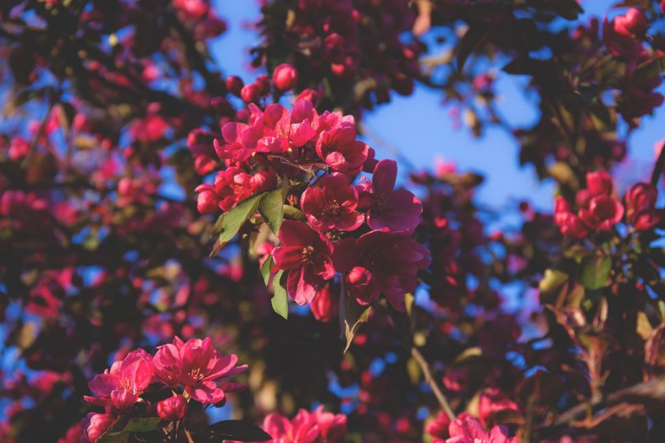 Free Image of Branch with vibrant pink flowers blooming 