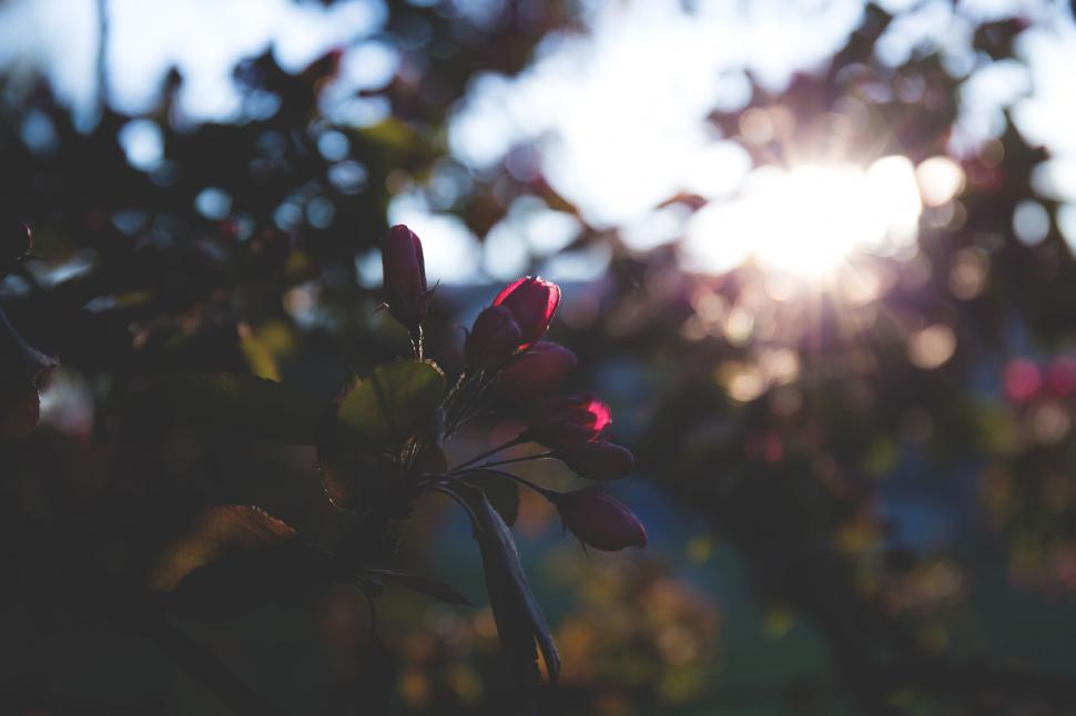 Free Image of Sunset silhouette of blooming buds 