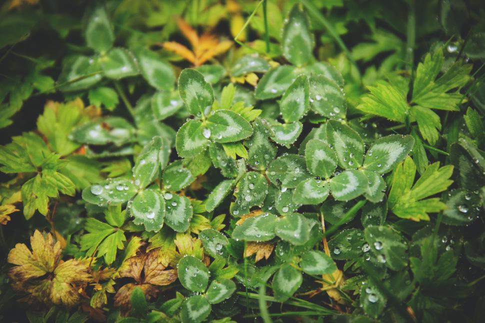 Free Image of Dew droplets on fresh green leaves 