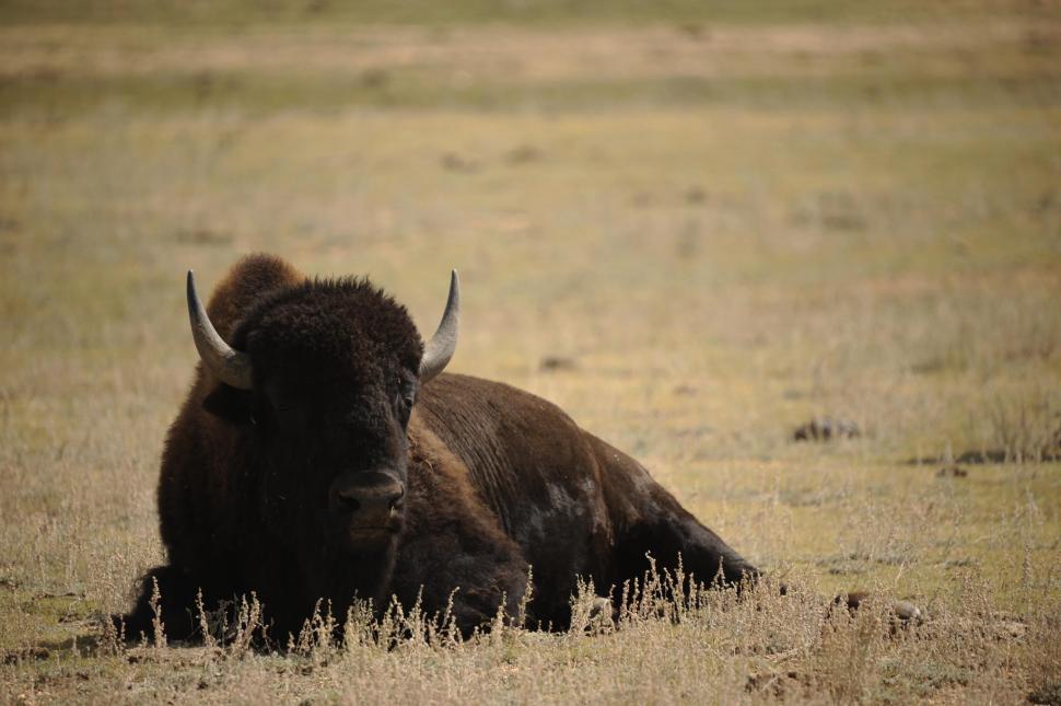 Free Image of Bison on grass  