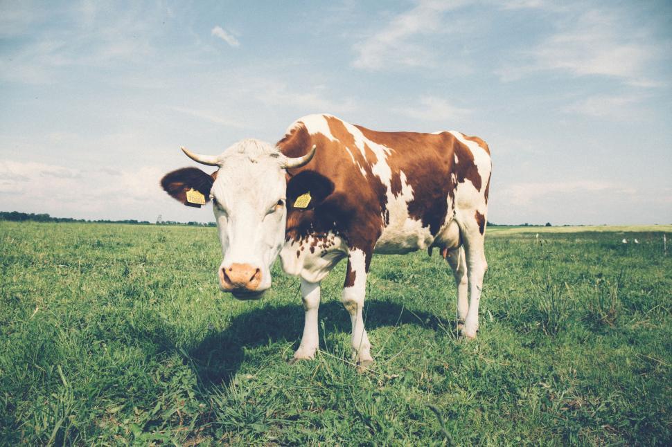 Free Image of Brown and white cow in green pasture 