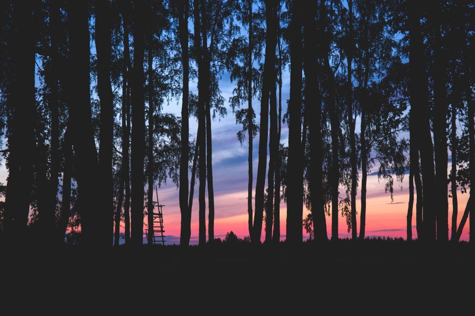 Free Image of Silhouette trees against purple twilight sky 