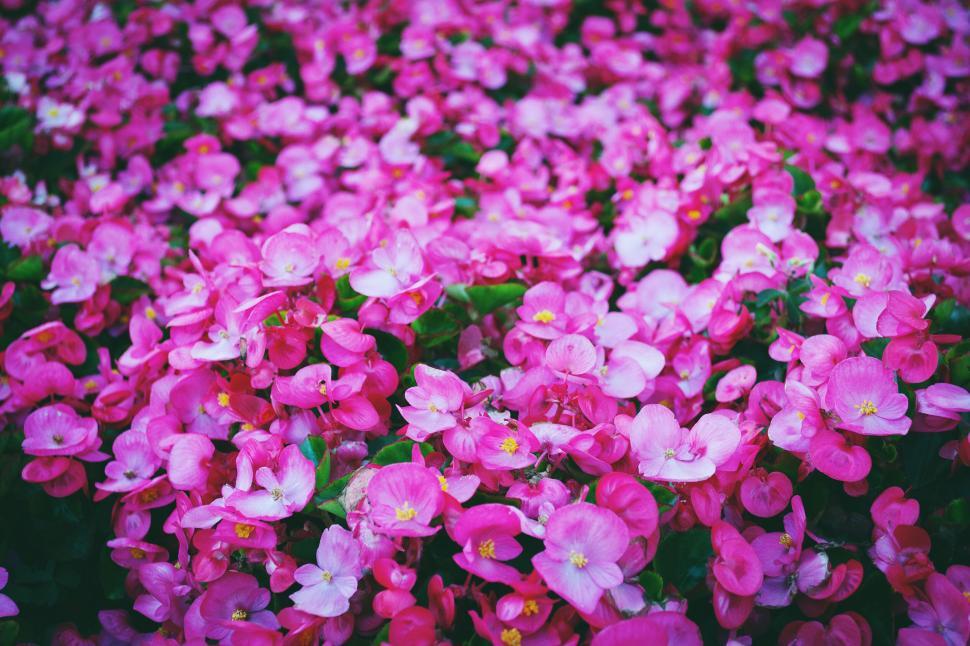 Free Image of Lush pink flowers blooming in abundance 