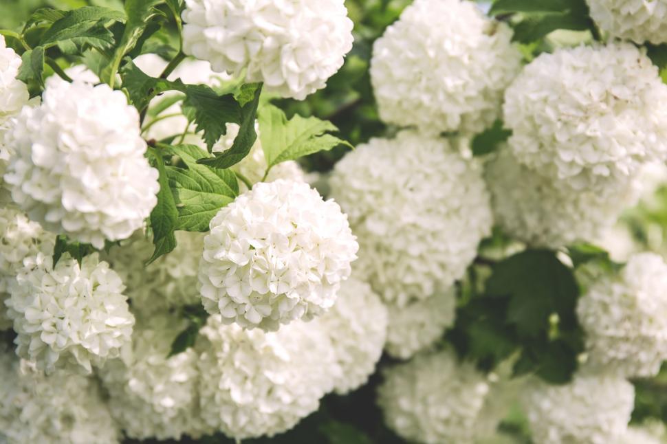 Free Image of Close-up of white hydrangea flowers 