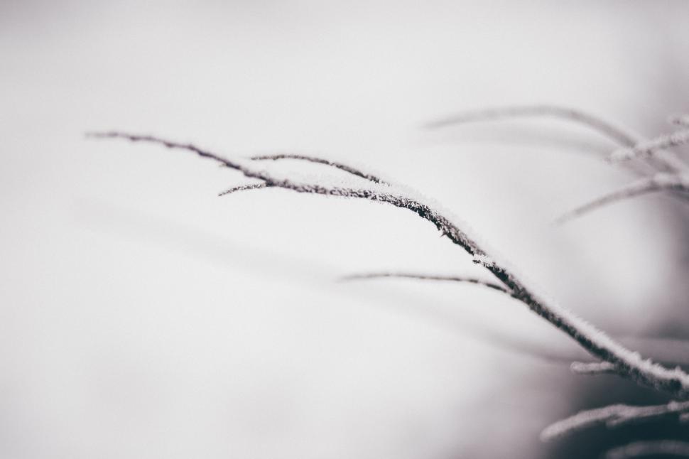 Free Image of Close-up of frost on a delicate branch 
