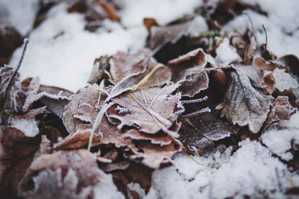 Free Image of Frosty autumn leaves covered with snow 