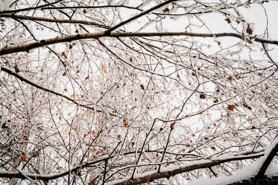 Free Image of Snow-covered branches in winter landscape 