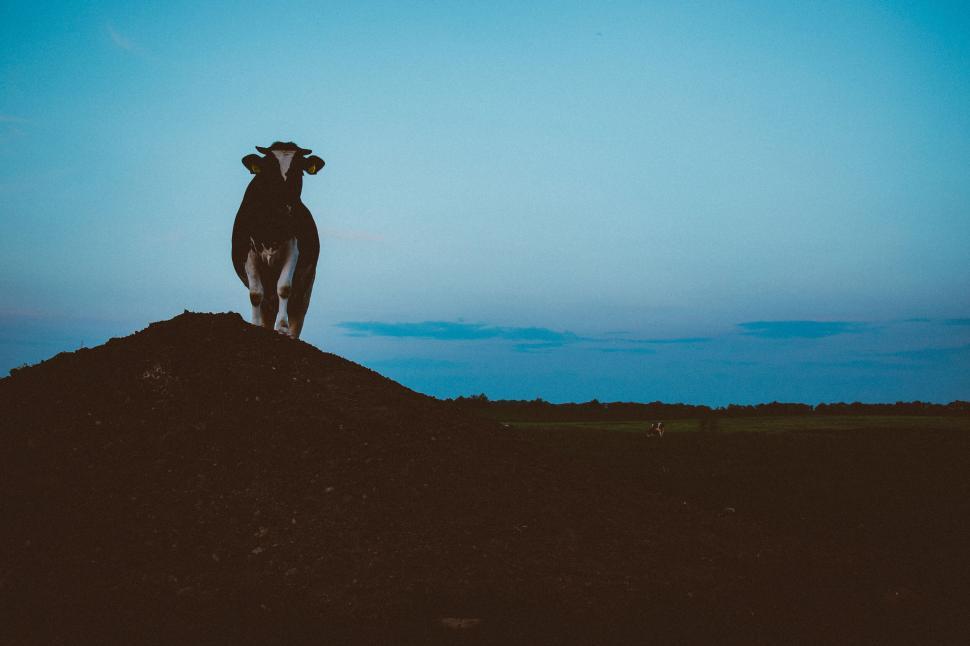 Free Image of Cow standing on a mound of soil at dusk 