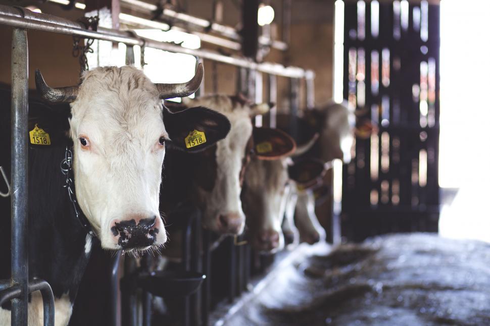 Free Image of Cows in line at a dairy farm 