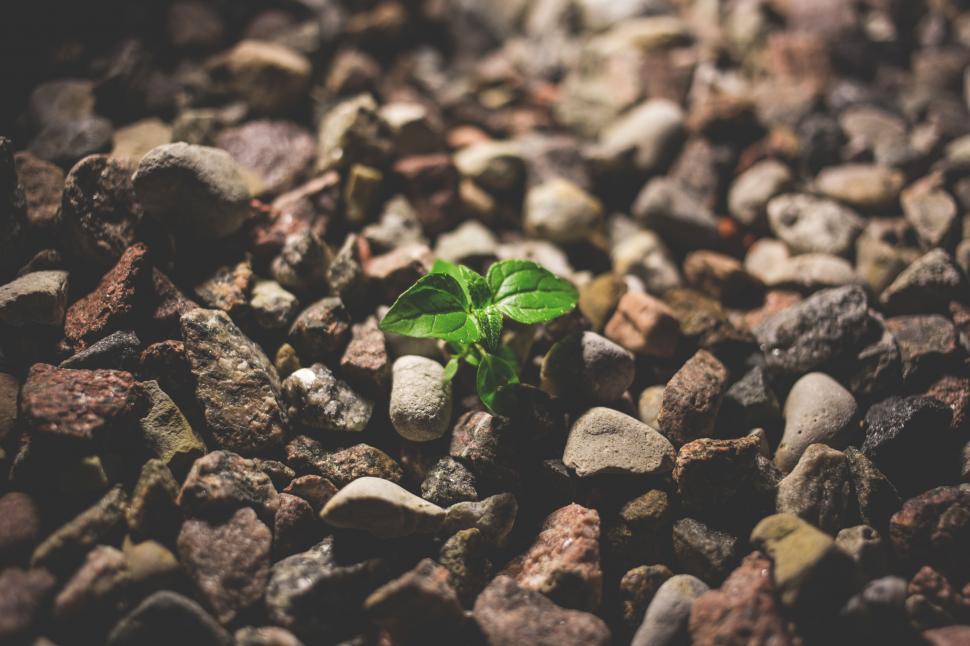 Free Image of Green plant sprouting among rocks 