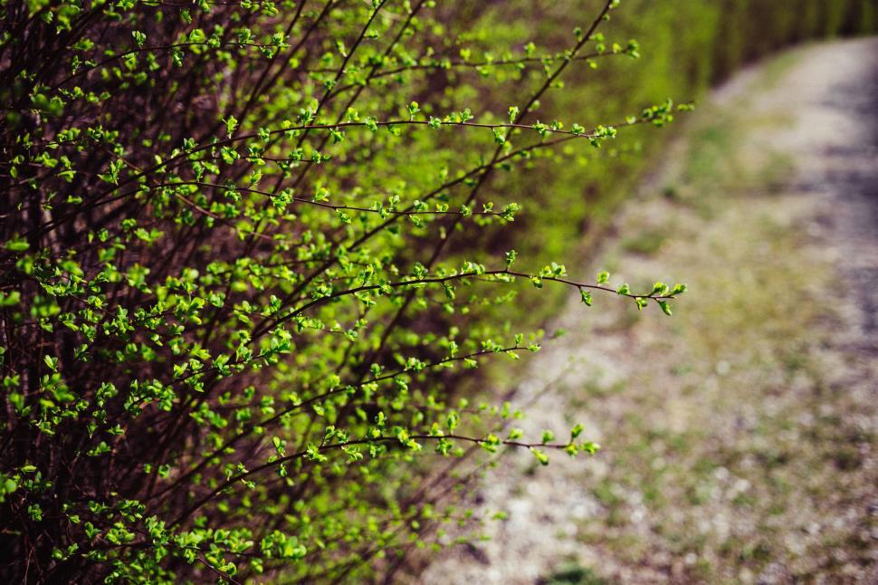 Free Image of Springtime buds sprouting on branches 