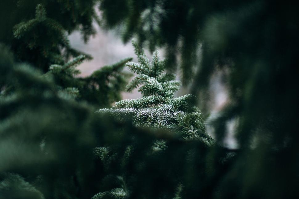 Free Image of Snow-dusted green spruce branches 