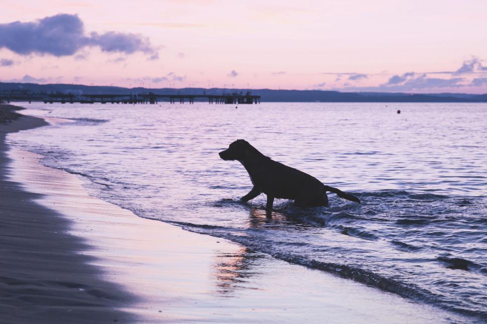 Free Image of Dog playing on the beach during sunset 
