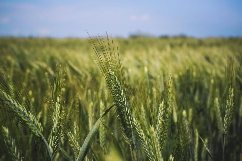 Free Image of Vivid green barley field under blue sky 