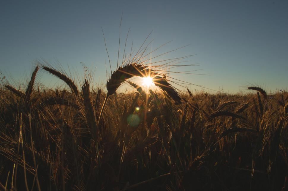 Free Image of Sun setting behind wheat field 