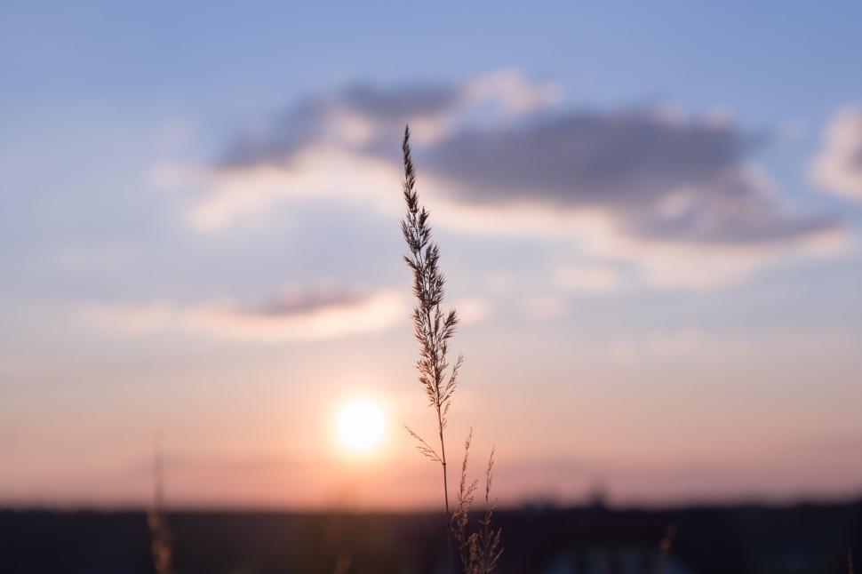 Free Image of Wild grass against a soft sunset skyline 