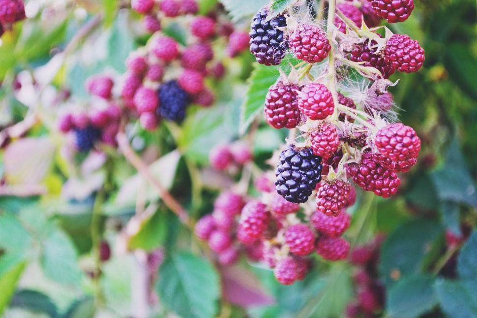 Free Image of Ripe and ripening blackberries on bush 