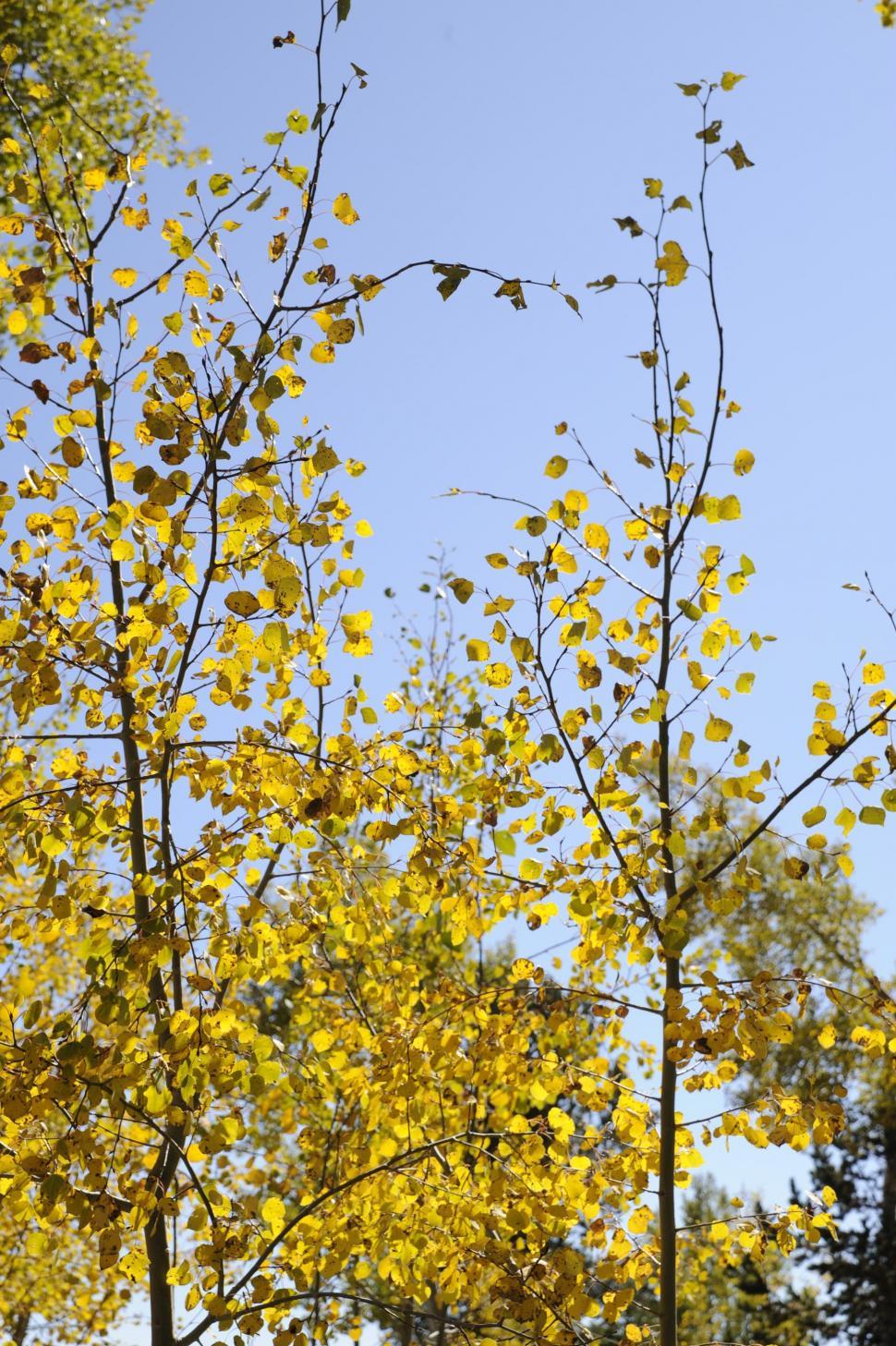 Free Image of Yellow Leaves 