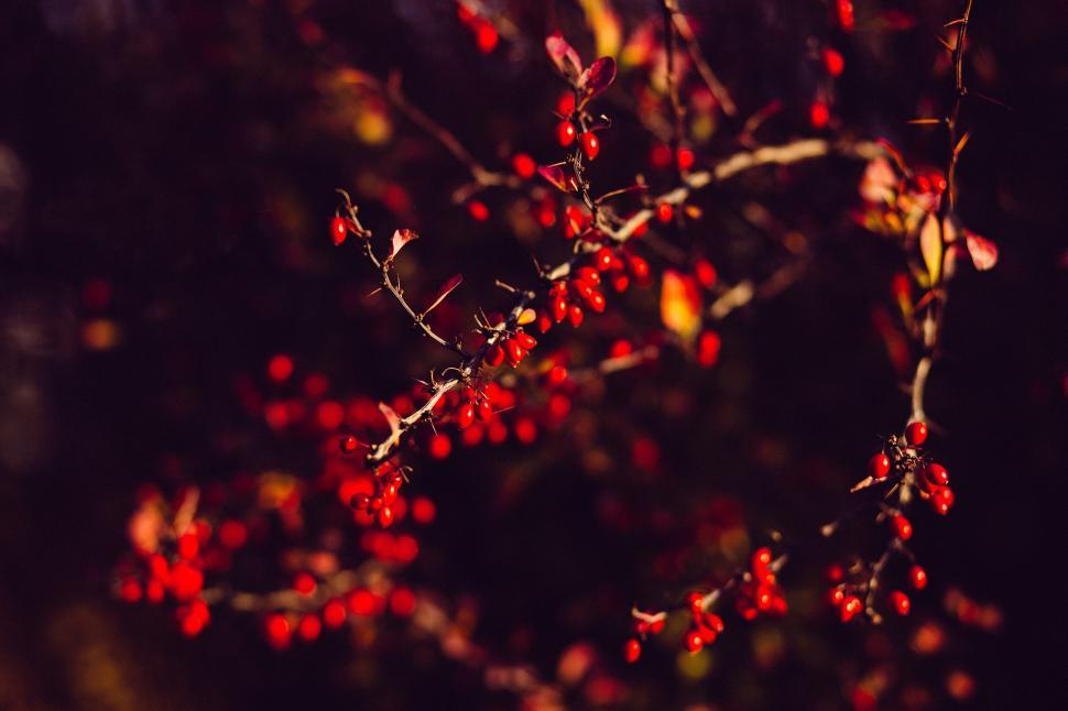 Free Image of Red berries on a bush in soft focus 