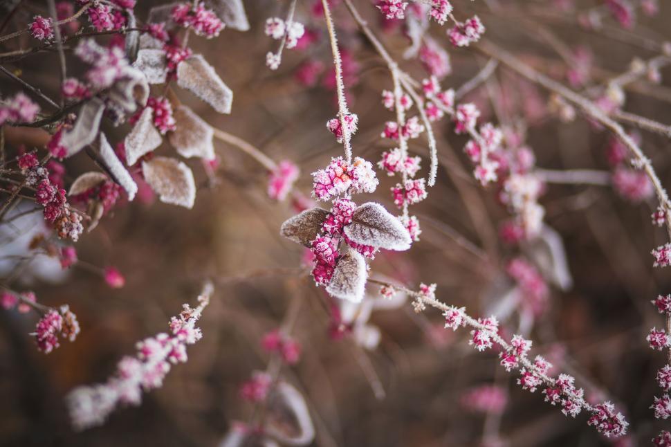 Free Image of Frost-covered pink flowers on branches 