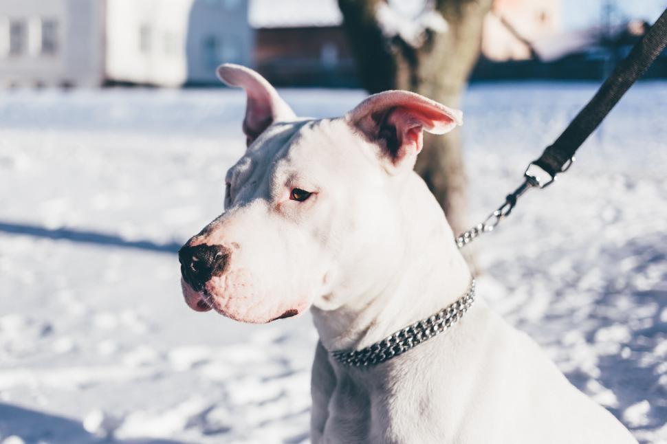 Free Image of White dog with a chain collar on a leash 