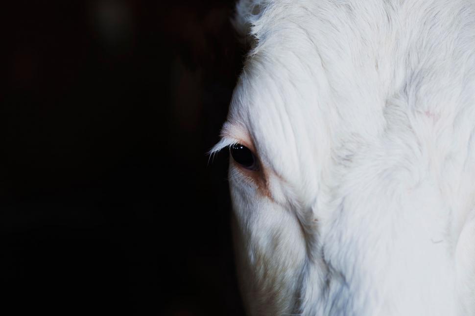 Free Image of Close-up of a white goat s eye 