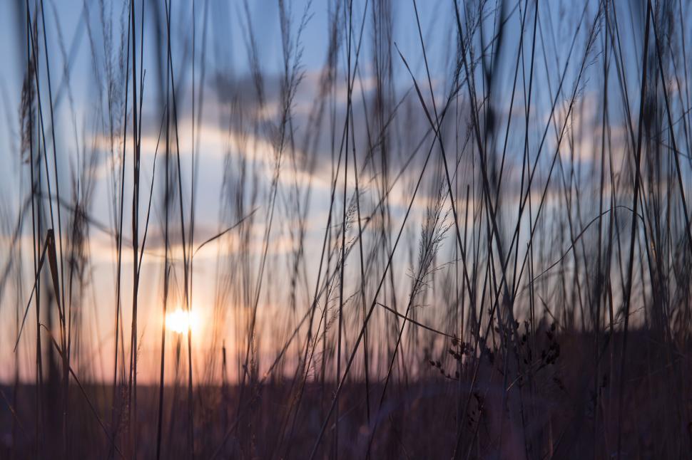 Free Image of Sunset view through silhouetted grass 