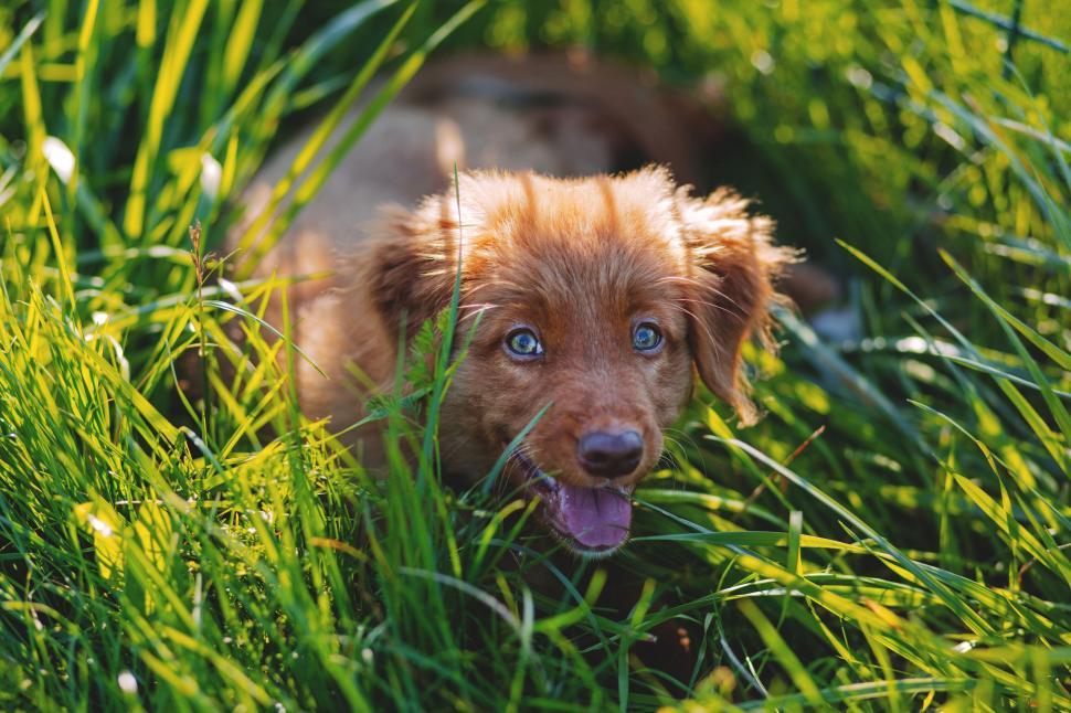 Free Image of A playful dog rolling in the grass 