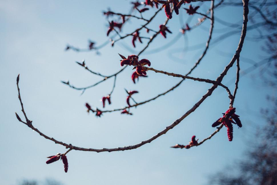 Free Image of Bare tree branch with fresh spring buds 