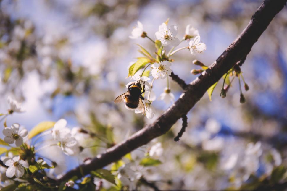 Free Image of Bee collecting pollen on cherry blossoms 