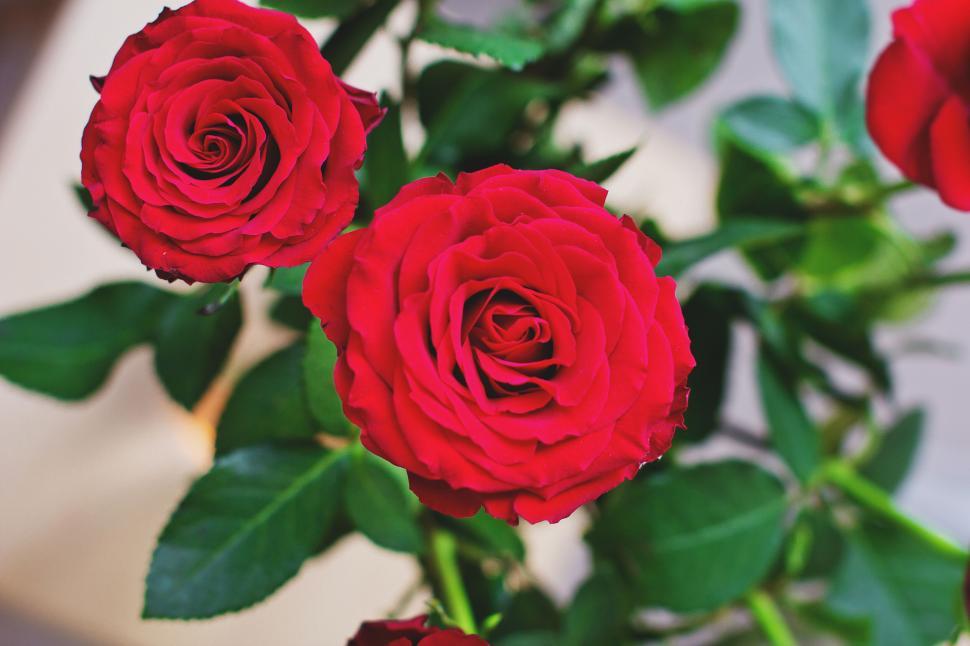 Free Image of Vibrant red roses close-up shot 