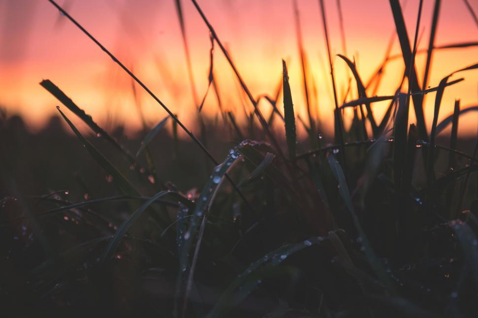 Free Image of Dew on grass blades at sunrise 