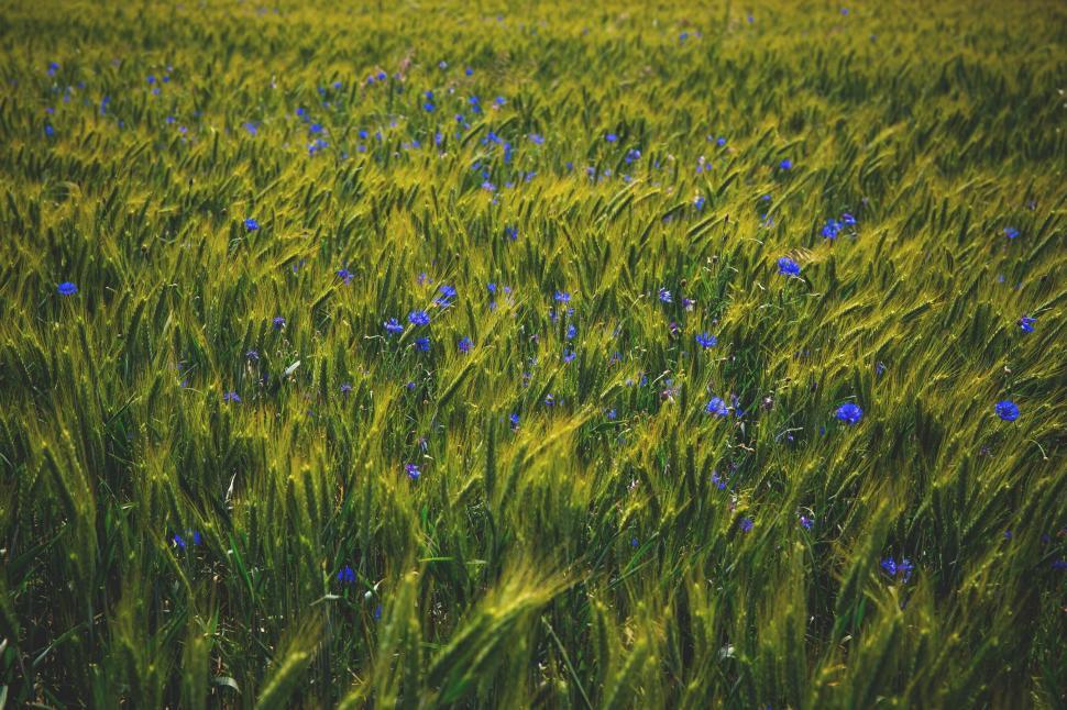 Free Image of Green field with vibrant blue cornflowers 