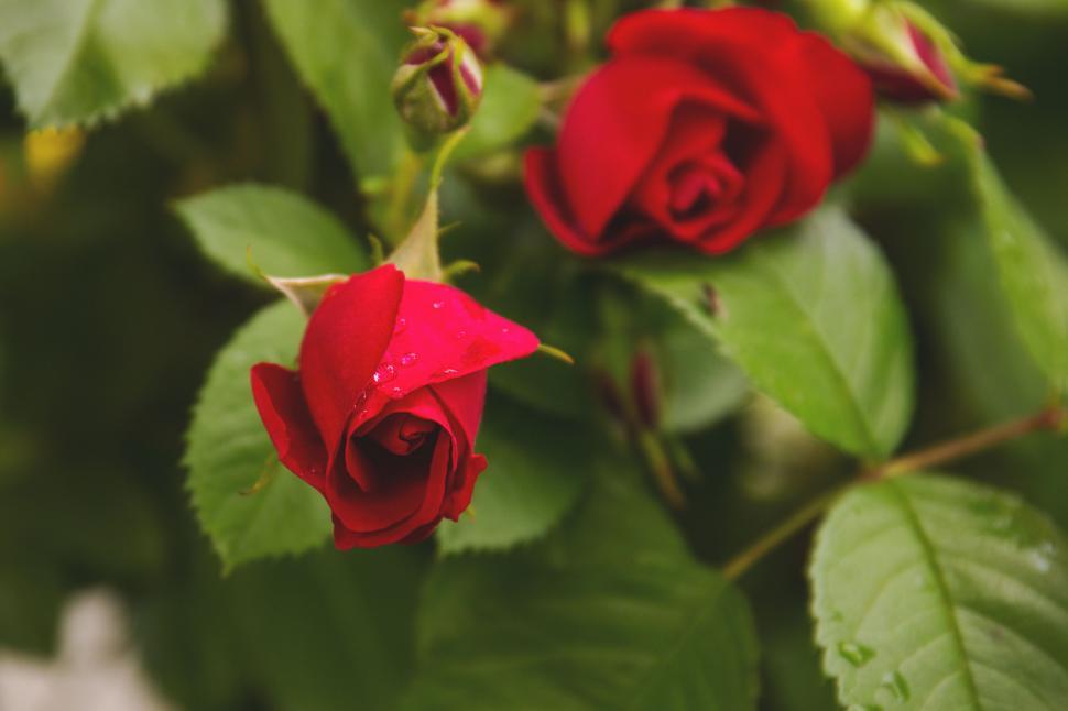 Free Image of Red rose with dewdrops on leaves 