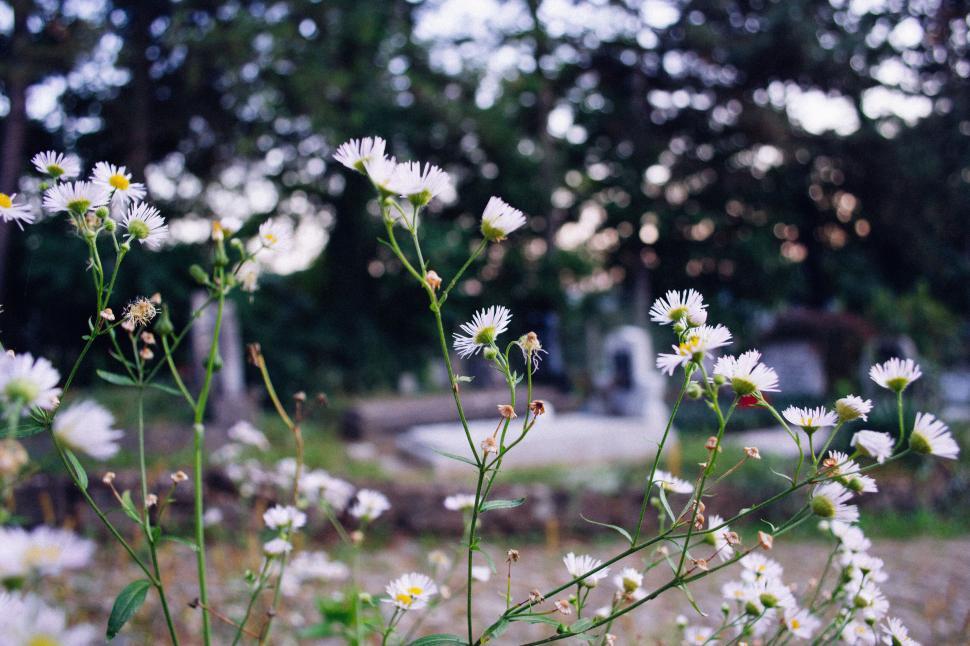 Free Image of Field of wild daisies with focus on foreground 