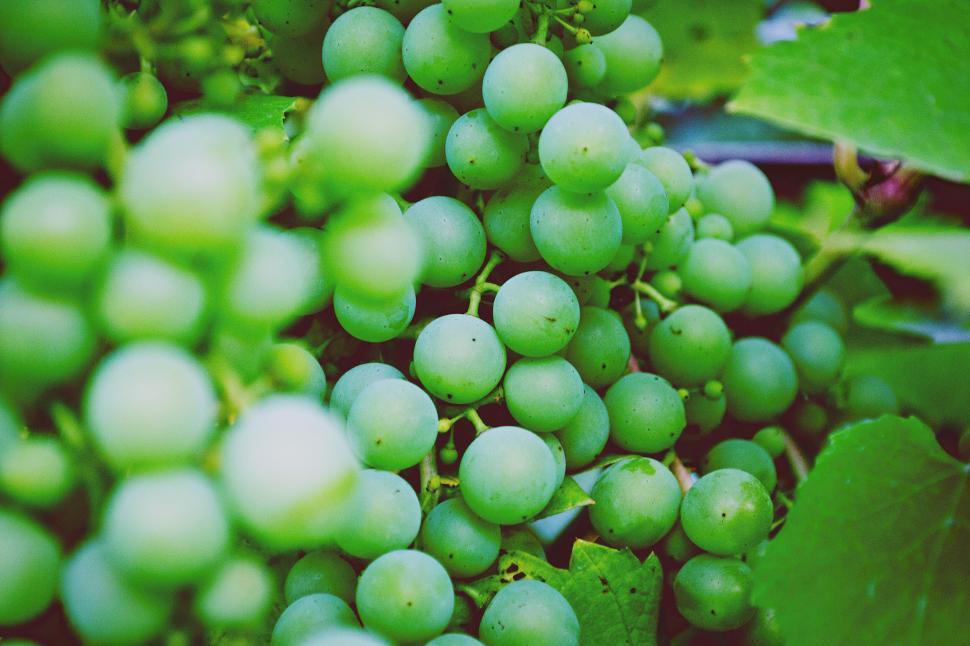 Free Image of Bunch of green grapes on vine in sunlight 