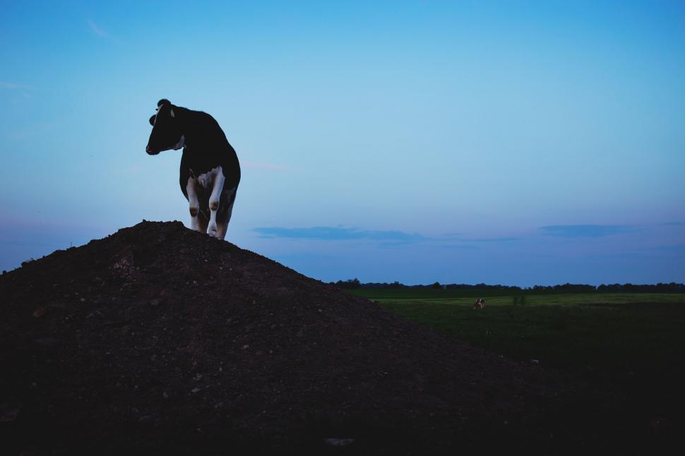 Free Image of Silhouette of cow on dusk horizon 