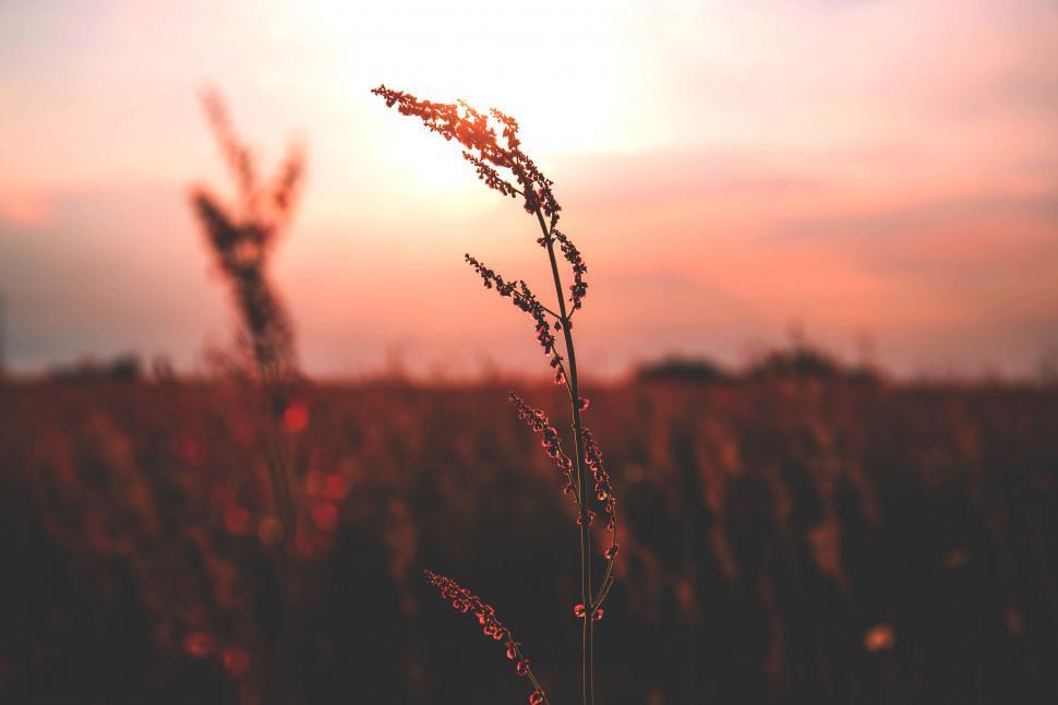Free Image of Sunset over grassy field with dew drops 