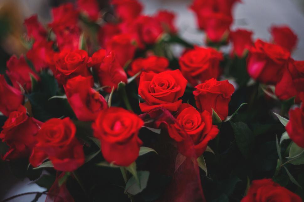 Free Image of Red roses in soft focus 