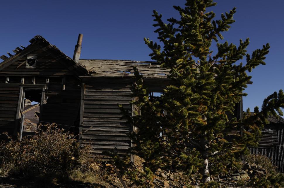 Free Image of Abandoned cabin with plant and tree in front  