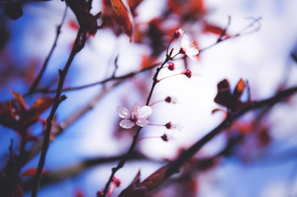 Free Image of Springtime blooms on a delicate branch 