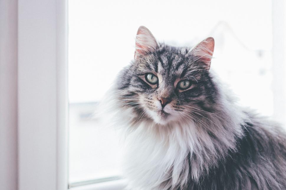Free Image of Fluffy maine coon cat looking pensive 