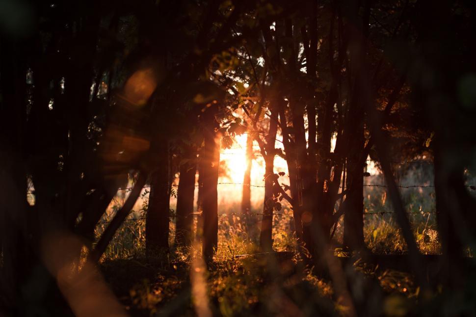 Free Image of Sunset glow filtering through forest trees 
