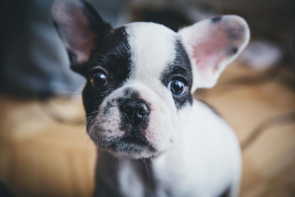 Free Image of Close-up of a cute French Bulldog puppy 