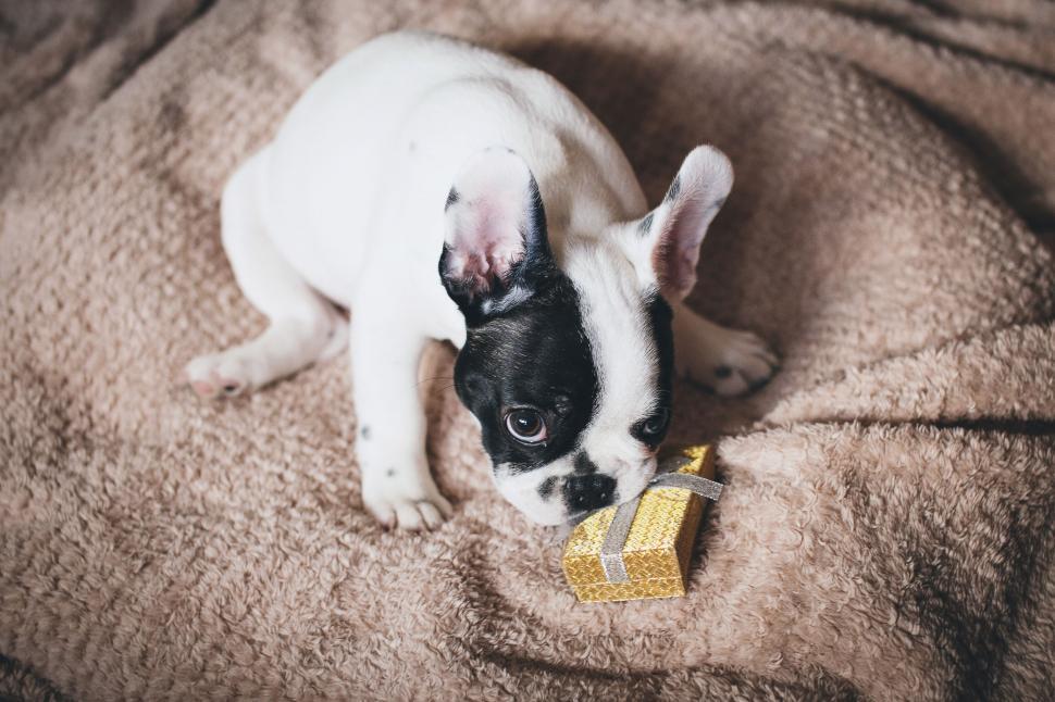 Free Image of French Bulldog puppy chewing a gift 